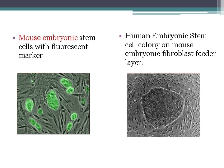  • Mouse embryonic stem cells with fluorescent marker • Human Embryonic Stem cell