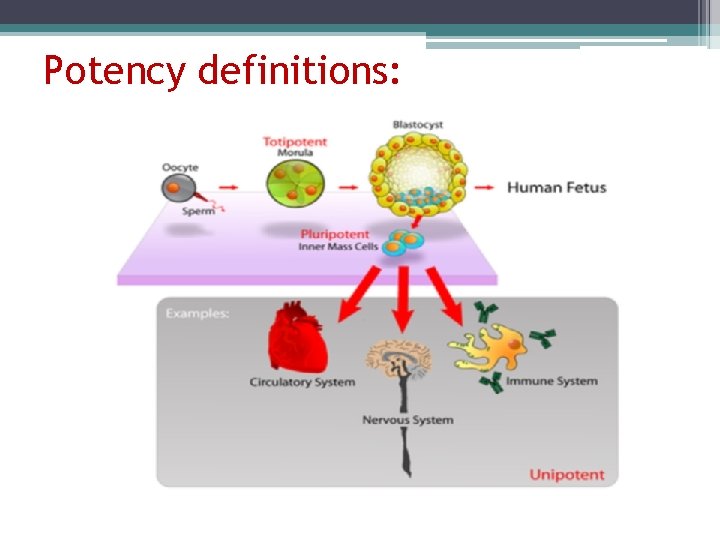 Potency definitions: 