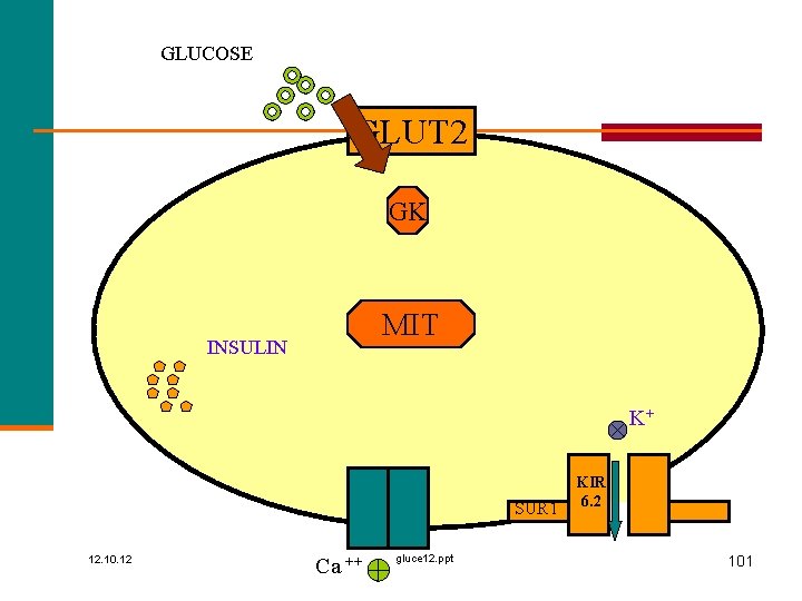 GLUCOSE GLUT 2 GK MIT INSULIN K+ SUR 1 12. 10. 12 Ca ++
