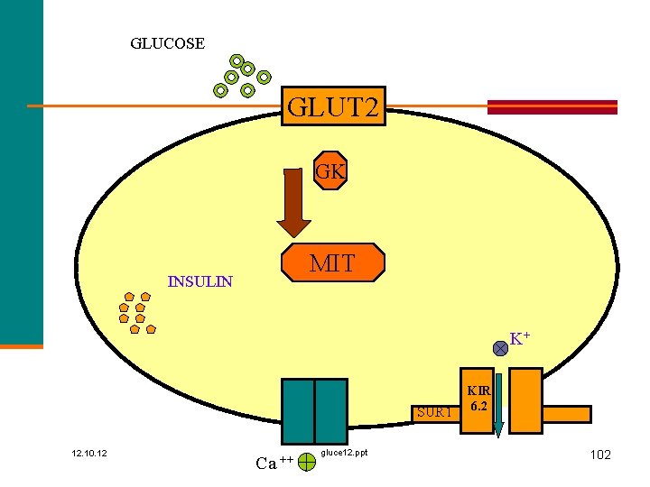 GLUCOSE GLUT 2 GK MIT INSULIN K+ SUR 1 12. 10. 12 Ca ++