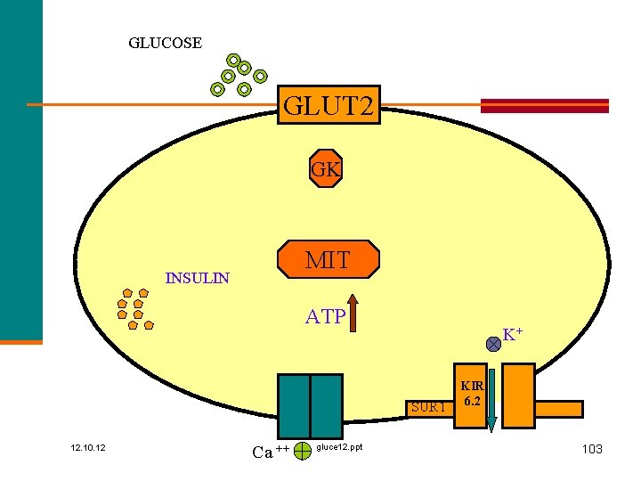 GLUCOSE GLUT 2 GK MIT INSULIN ATP K+ SUR 1 12. 10. 12 Ca