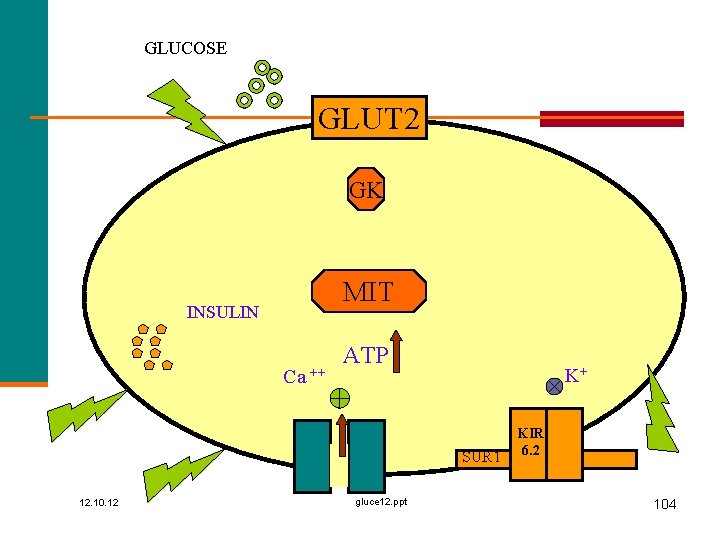 GLUCOSE GLUT 2 GK MIT INSULIN Ca ++ ATP K+ SUR 1 12. 10.