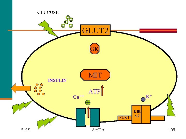 GLUCOSE GLUT 2 GK MIT INSULIN Ca ++ ATP K+ SUR 1 12. 10.
