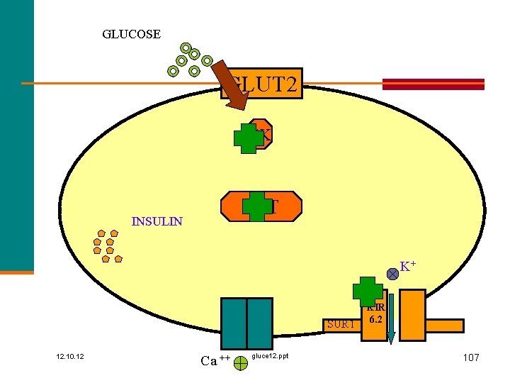 GLUCOSE GLUT 2 GK MIT INSULIN K+ SUR 1 12. 10. 12 Ca ++