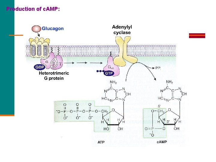 Production of c. AMP: 