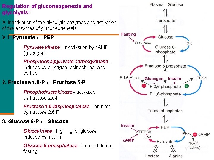 Regulation of gluconeogenesis and glycolysis: Ø inactivation of the glycolytic enzymes and activation of
