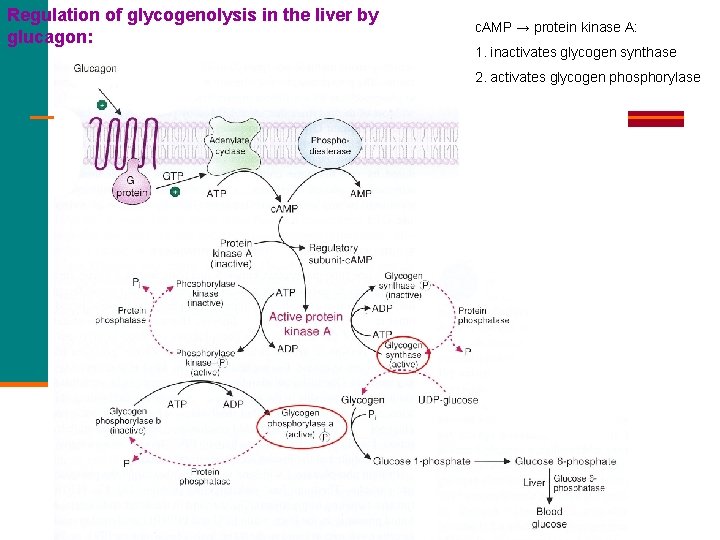 Regulation of glycogenolysis in the liver by glucagon: c. AMP → protein kinase A: