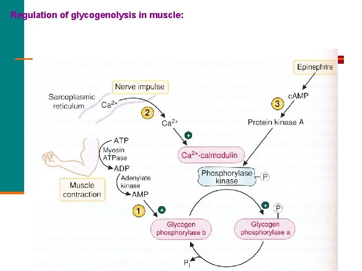 Regulation of glycogenolysis in muscle: 