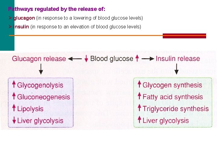 Pathways regulated by the release of: Ø glucagon (in response to a lowering of
