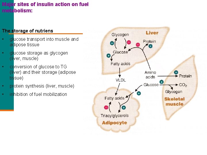 Major sites of insulin action on fuel metabolism: The storage of nutriens • glucose