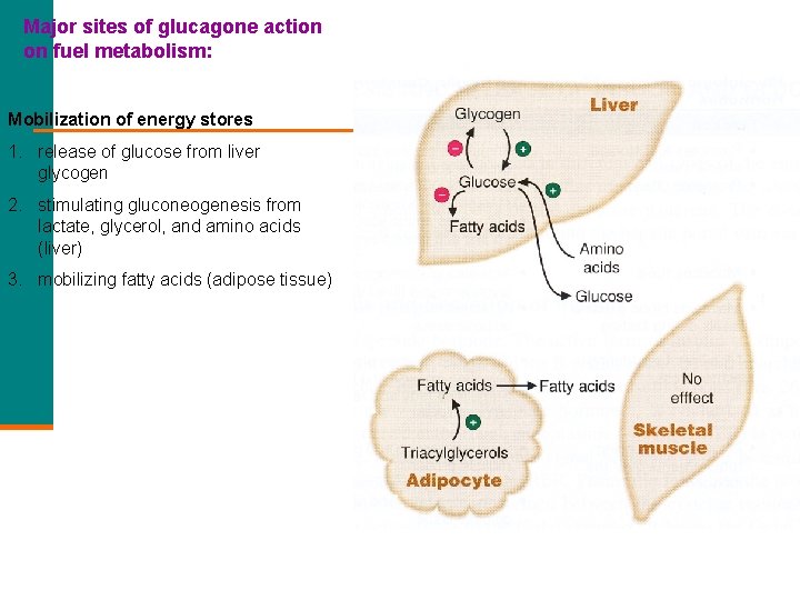 Major sites of glucagone action on fuel metabolism: Mobilization of energy stores 1. release
