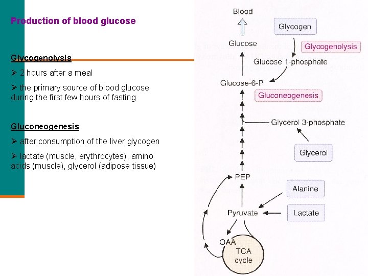 Production of blood glucose Glycogenolysis Ø 2 hours after a meal Ø the primary
