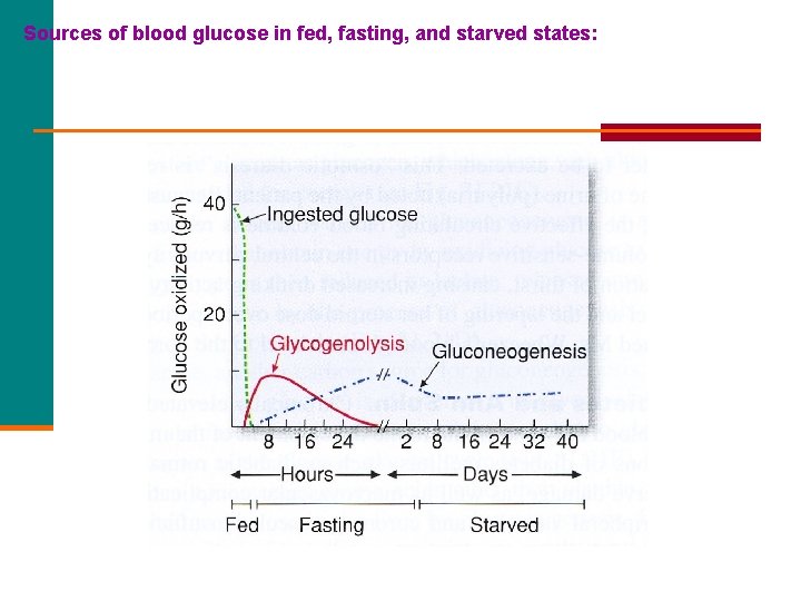 Sources of blood glucose in fed, fasting, and starved states: 