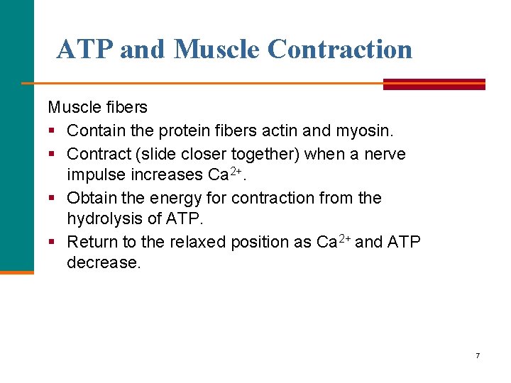 ATP and Muscle Contraction Muscle fibers § Contain the protein fibers actin and myosin.