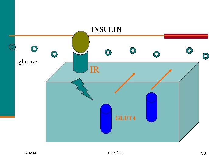 INSULIN glucose IR GLUT 4 12. 10. 12 gluce 12. ppt 90 