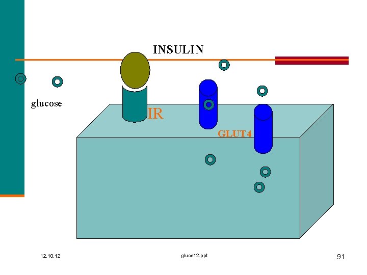 INSULIN glucose IR GLUT 4 12. 10. 12 gluce 12. ppt 91 