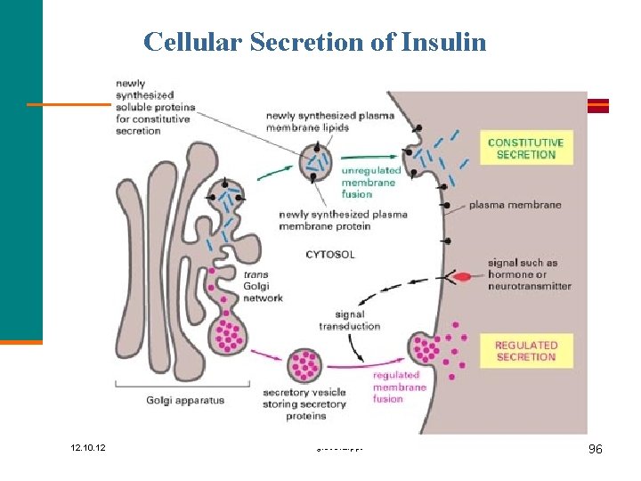 Cellular Secretion of Insulin 12. 10. 12 gluce 12. ppt 96 