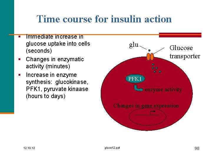 Time course for insulin action § Immediate increase in glucose uptake into cells (seconds)