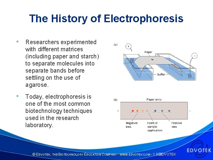 The History of Electrophoresis • Researchers experimented with different matrices (including paper and starch)
