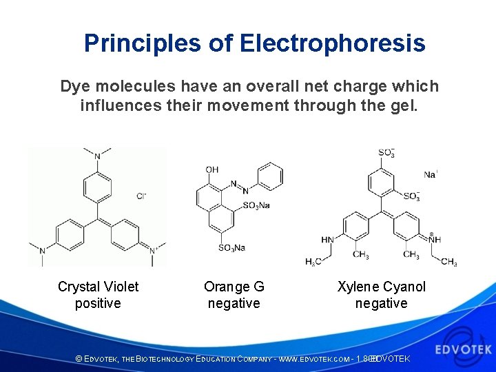 Principles of Electrophoresis Dye molecules have an overall net charge which influences their movement