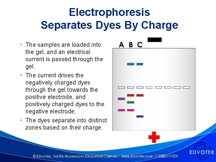 Electrophoresis Separates Dyes By Charge • The samples are loaded into the gel, and