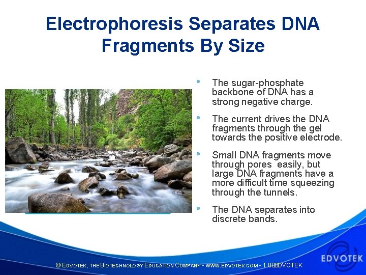 Electrophoresis Separates DNA Fragments By Size Edvotek Kit 130 • The sugar-phosphate backbone of