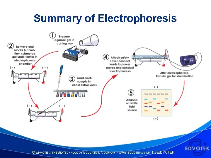 Summary of Electrophoresis © EDVOTEK, THE BIOTECHNOLOGY EDUCATION COMPANY - WWW. EDVOTEK. COM -