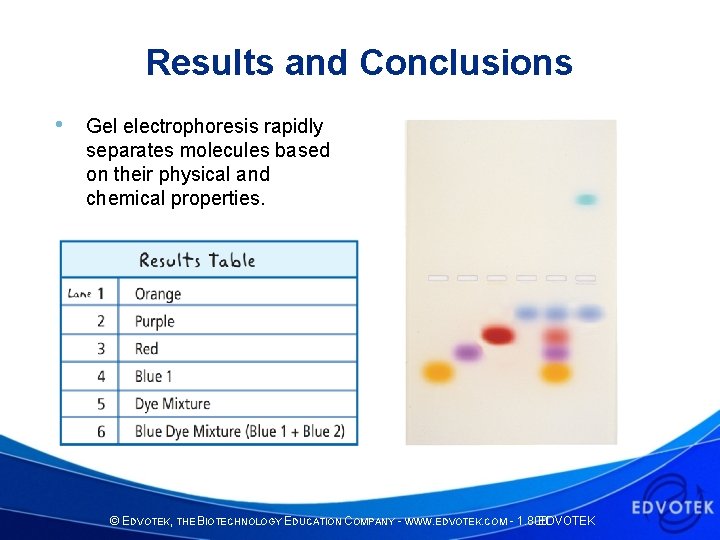 Results and Conclusions • Gel electrophoresis rapidly separates molecules based on their physical and