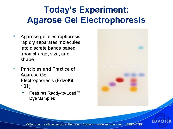 Today’s Experiment: Agarose Gel Electrophoresis • Agarose gel electrophoresis rapidly separates molecules into discrete