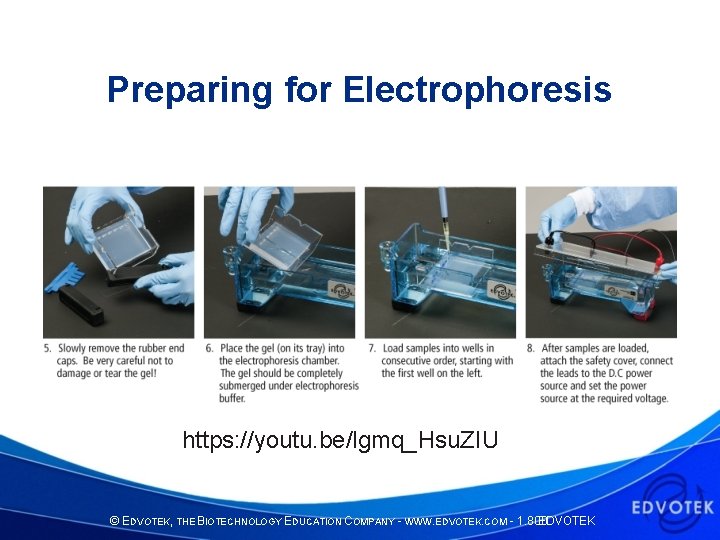Preparing for Electrophoresis https: //youtu. be/lgmq_Hsu. ZIU © EDVOTEK, THE BIOTECHNOLOGY EDUCATION COMPANY -