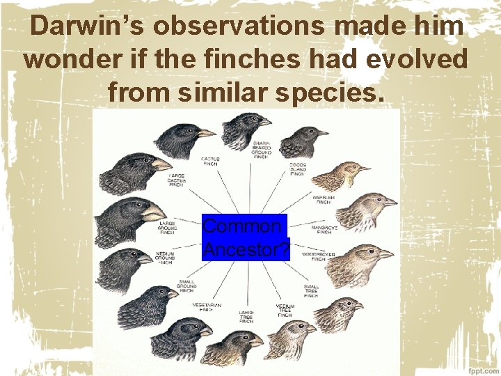 Darwin’s observations made him wonder if the finches had evolved from similar species. Common