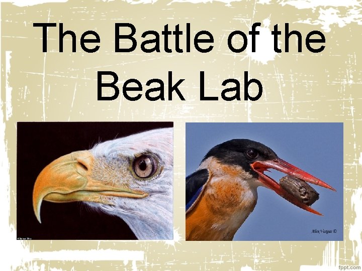 The Battle of the Beak Lab 