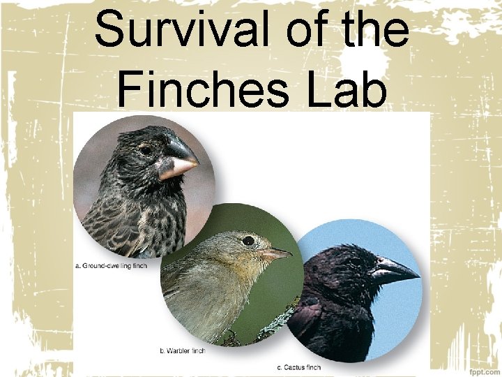 Survival of the Finches Lab 