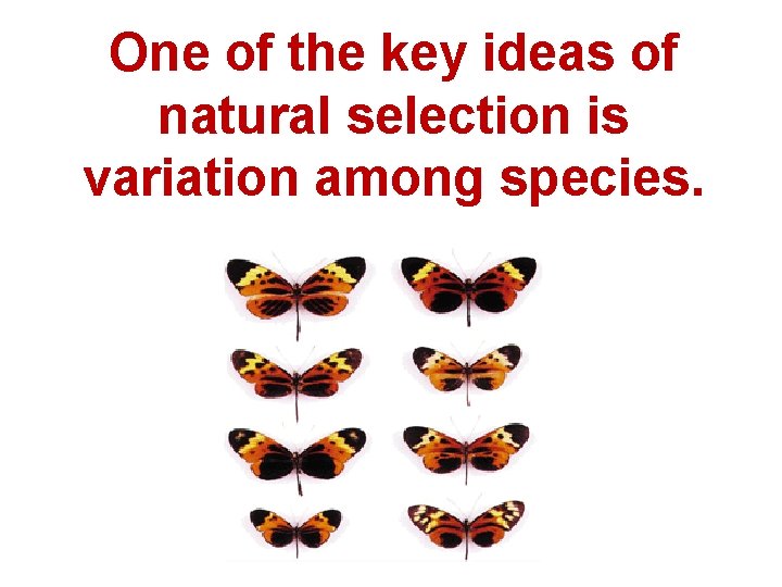 One of the key ideas of natural selection is variation among species. 