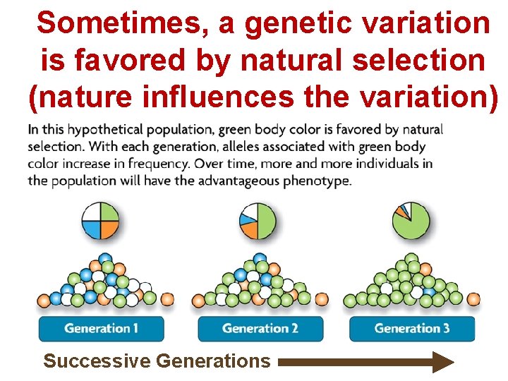 Sometimes, a genetic variation is favored by natural selection (nature influences the variation) Successive