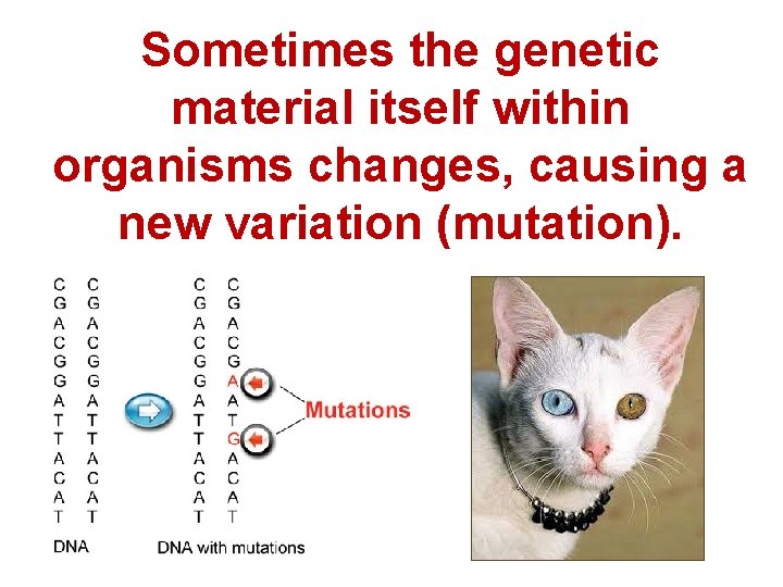 Sometimes the genetic material itself within organisms changes, causing a new variation (mutation). 