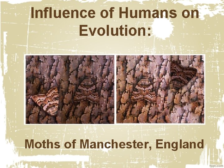 Influence of Humans on Evolution: Moths of Manchester, England 