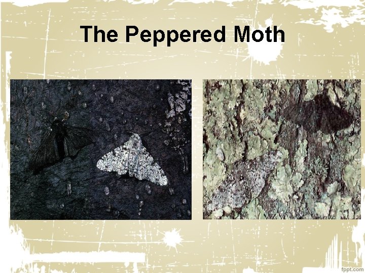 The Peppered Moth 