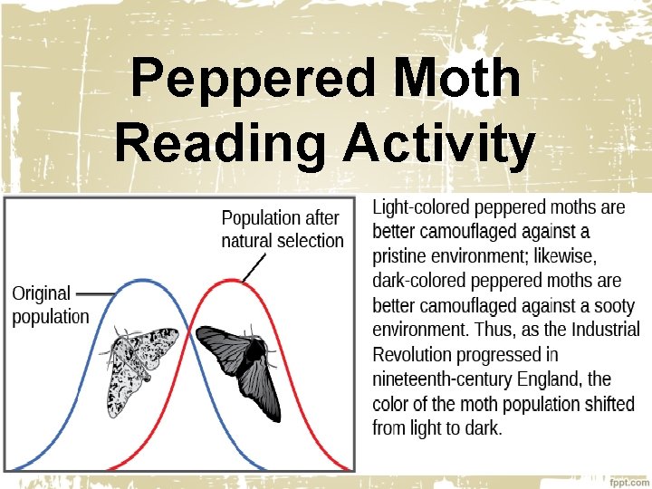 Peppered Moth Reading Activity 
