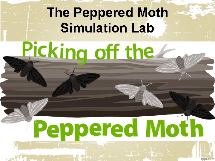 The Peppered Moth Simulation Lab 
