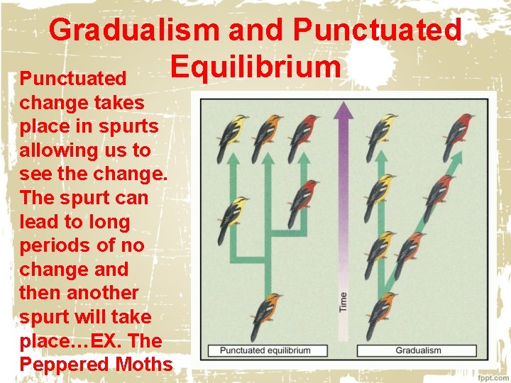 Gradualism and Punctuated Equilibrium Punctuated change takes place in spurts allowing us to see