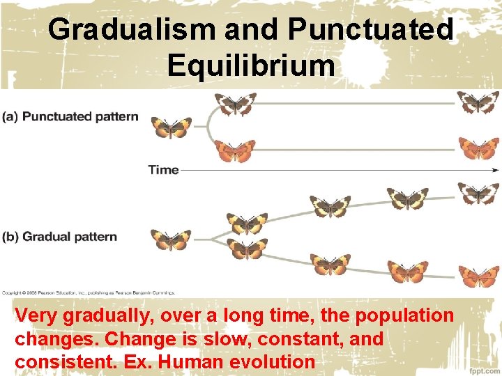 Gradualism and Punctuated Equilibrium Very gradually, over a long time, the population changes. Change