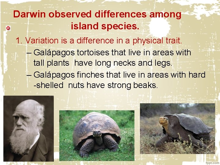 Darwin observed differences among island species. 1. Variation is a difference in a physical