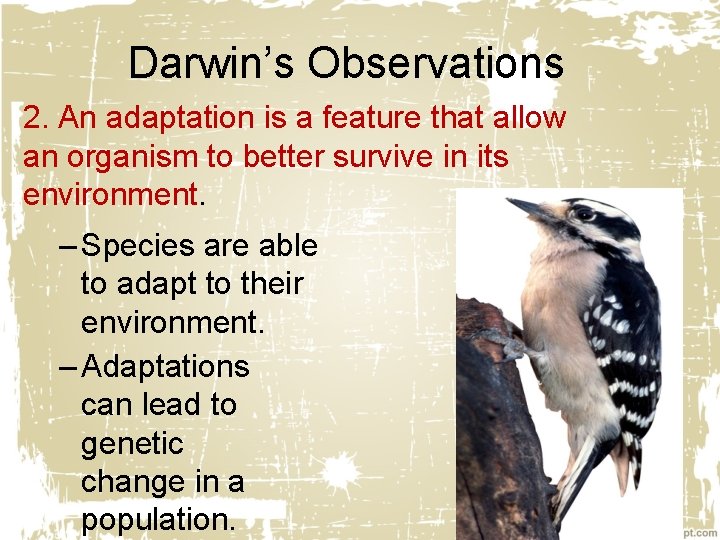 Darwin’s Observations 2. An adaptation is a feature that allow an organism to better