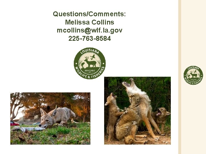 Questions/Comments: Melissa Collins mcollins@wlf. la. gov 225 -763 -8584 