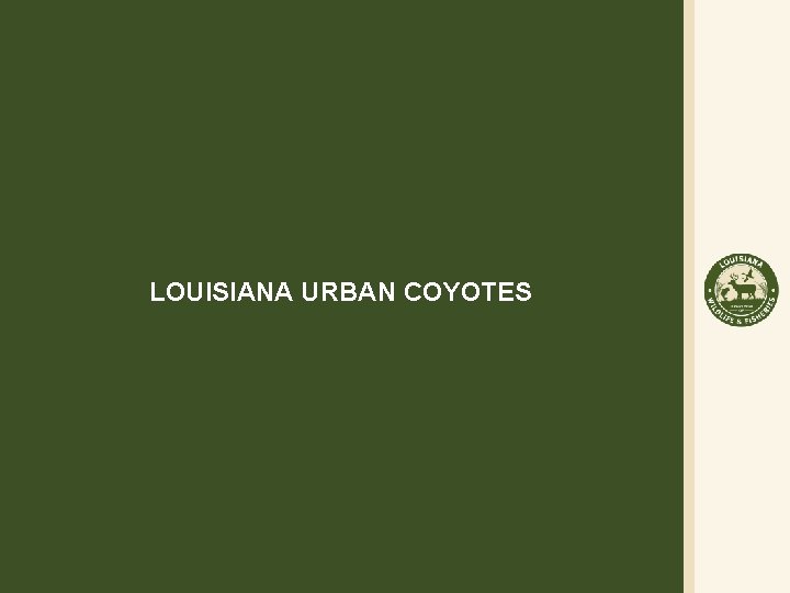 LOUISIANA URBAN COYOTES 