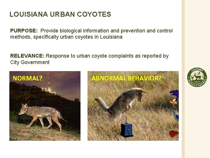 LOUISIANA URBAN COYOTES PURPOSE: Provide biological information and prevention and control methods, specifically urban