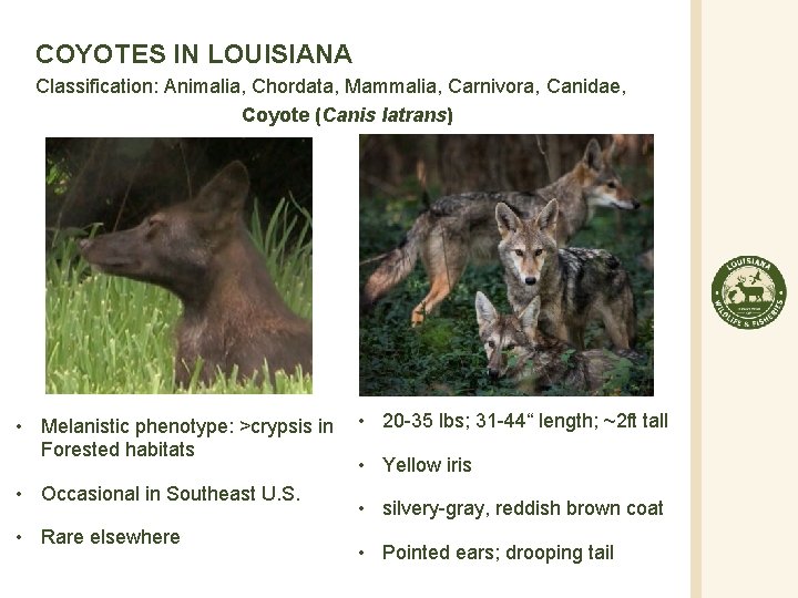 COYOTES IN LOUISIANA Classification: Animalia, Chordata, Mammalia, Carnivora, Canidae, Coyote (Canis latrans) • Melanistic