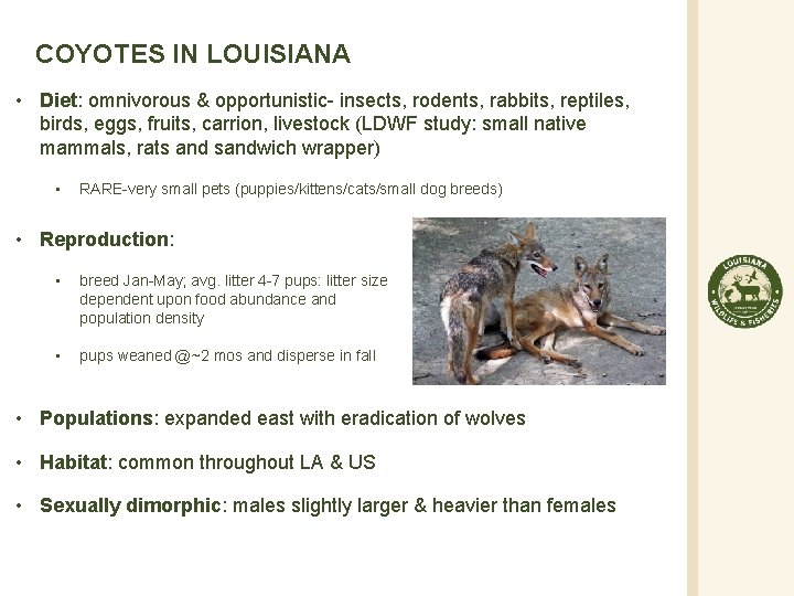 COYOTES IN LOUISIANA • Diet: omnivorous & opportunistic- insects, rodents, rabbits, reptiles, birds, eggs,