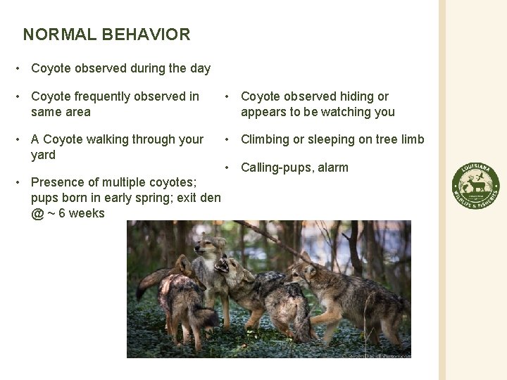 NORMAL BEHAVIOR • Coyote observed during the day • Coyote frequently observed in same